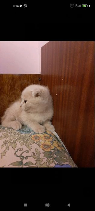 Кошеня Висловухе, 2 міс