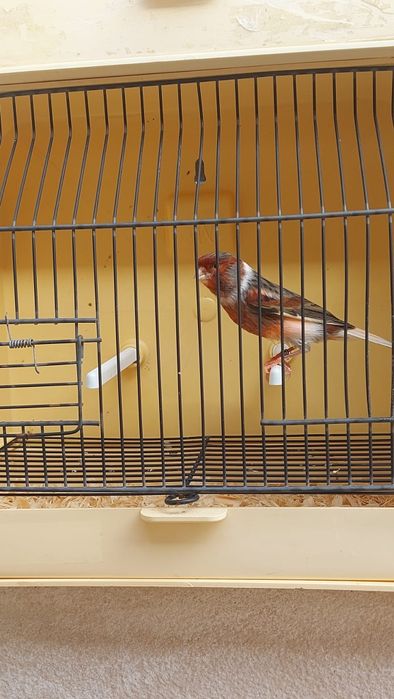 Vendo Arlequim português