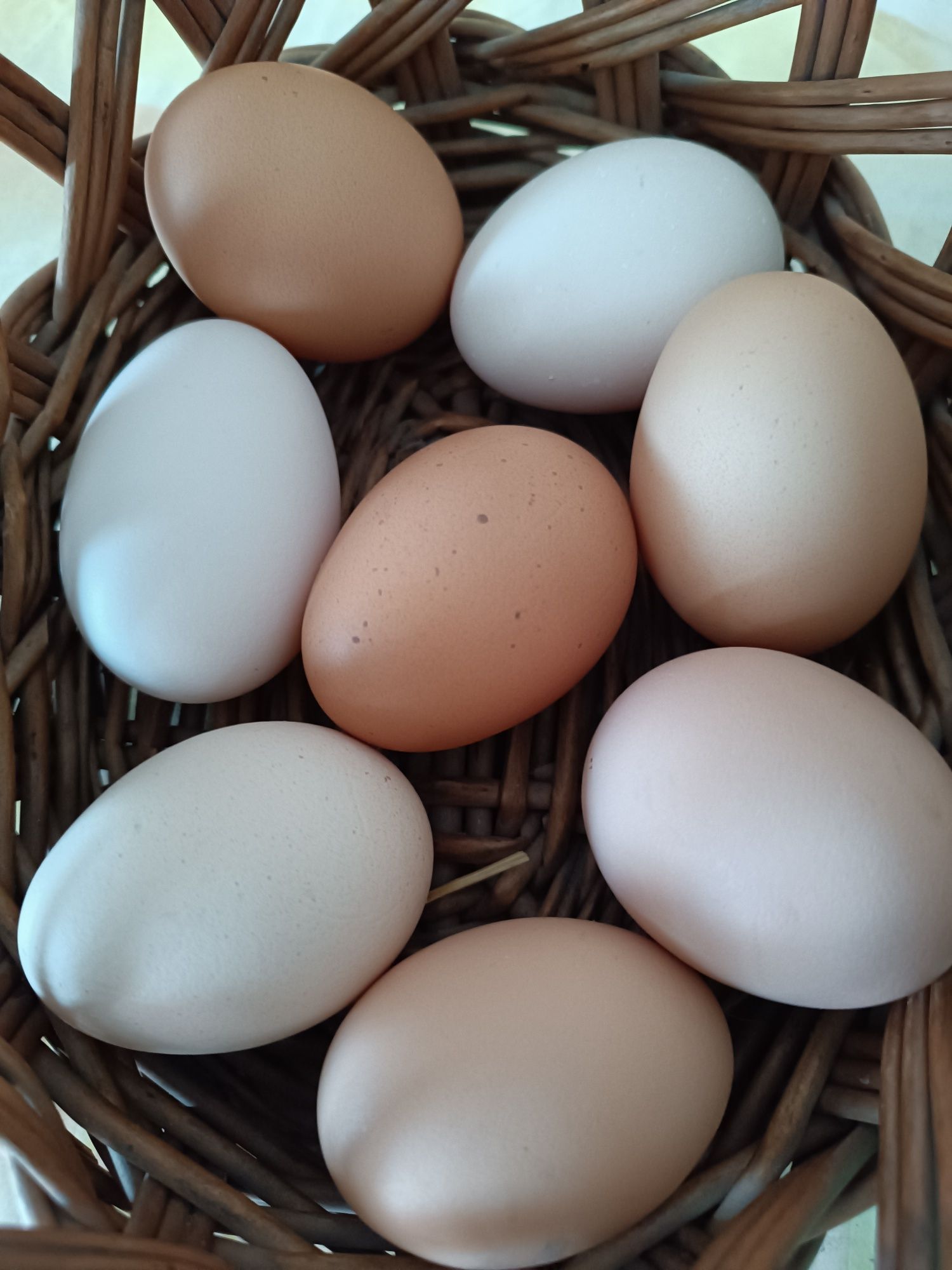 Świeże jajka wiejskie wolny wybieg od szczęśliwych kur :)