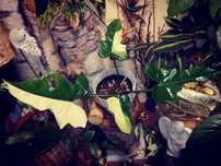 Philodendron Golden Dragon Variegata REZERWACJA kwiat UNIKAT monstera