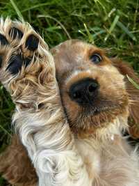 Szczeniak Cocker Spaniel Angielski