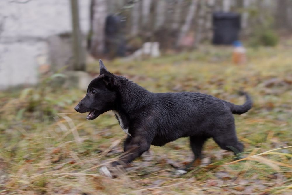 ЦУЦЕНЯ на коротких лапках Трюфелька ШУКАЄ ДІМ