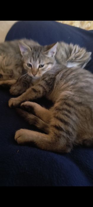 Кошенята віддамо у добрі руки