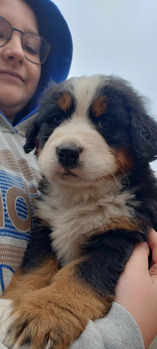 Psy Berneński Pies Pasterski