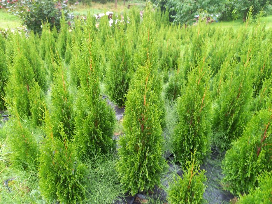 Tuja szmaragd thuja smaragd żywotnik zachodni