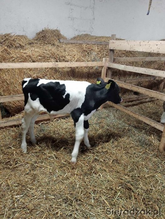 1x Cielak  czarno bialy HF 2 tyg kontakt tylko nr z ogloszenia
