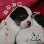 Biewer Yorkshire Terrier FCI