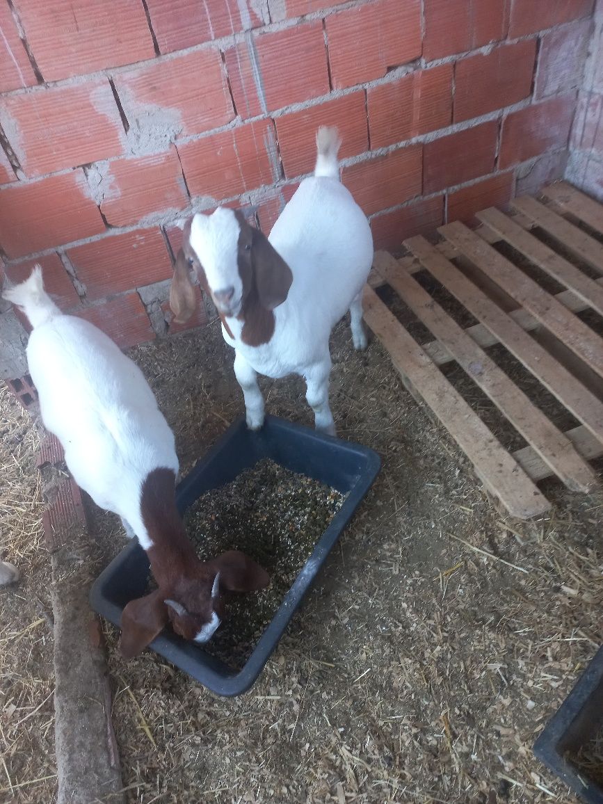 Cabrito boer pais a vista
