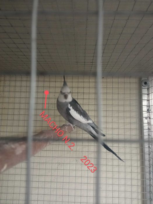 calopsitas caturras para cedência