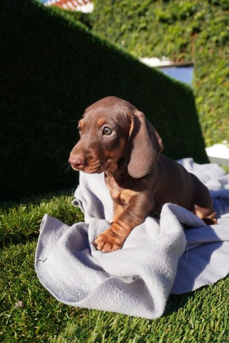 Teckel chocolate mini. Qualidade de top