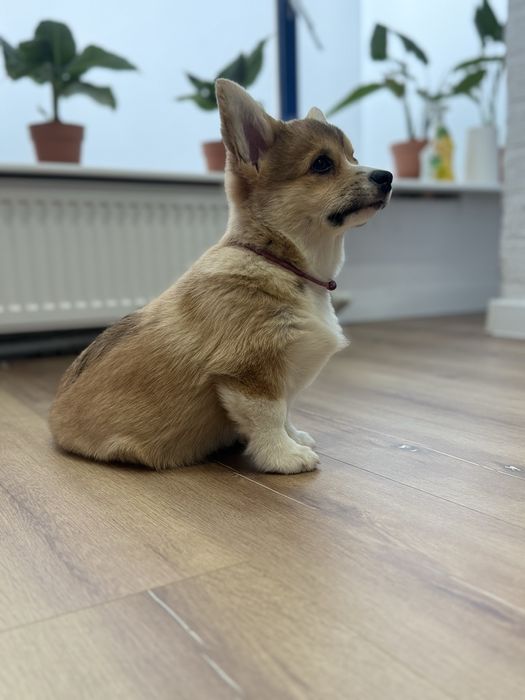 Sprzedam Corgi Pembroke FCi ZKwP