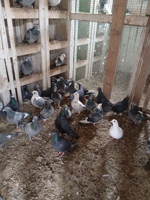 Gołębie pocztowe sprzedam