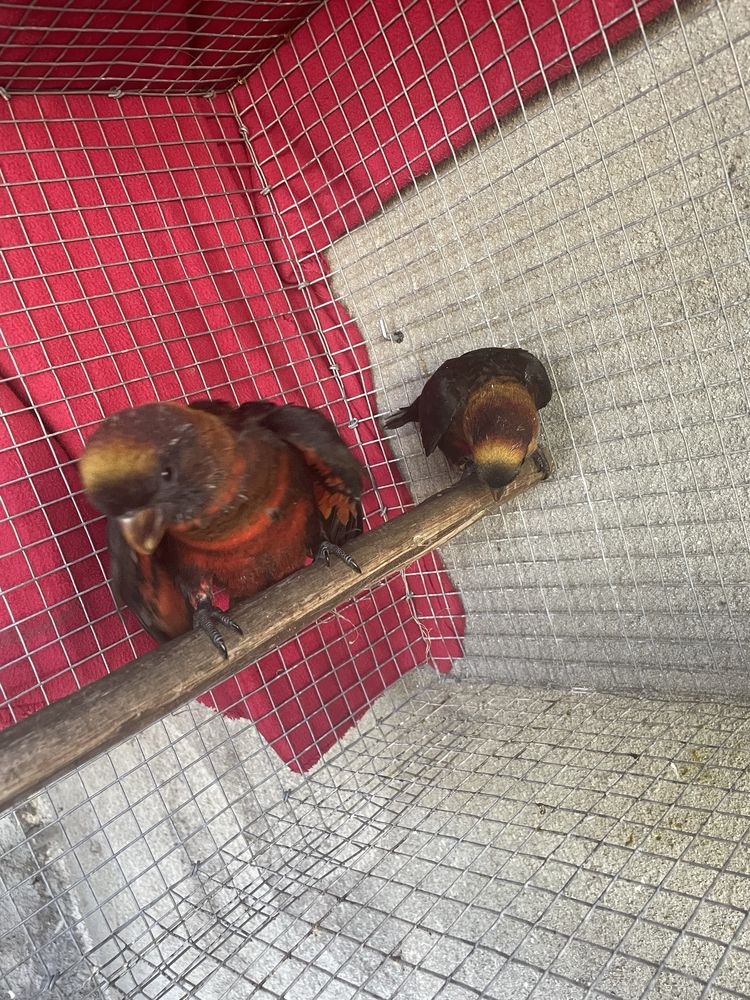 Disponivel Loris fuscatas 2025