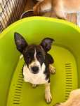 Pinóquio - Bebé para Adopção