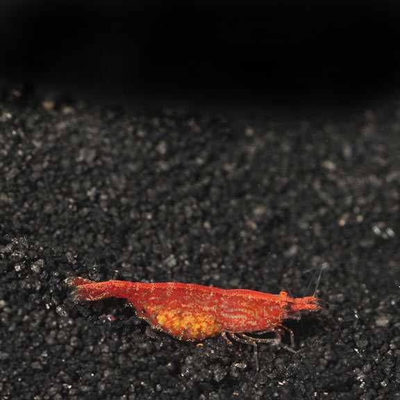 Krewetka RED CHERRY - Wiśniowa - Neocaridina - Caridina - wysyłka