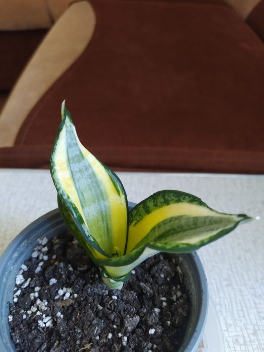 Сансевьерия фаворит