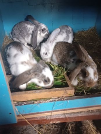 Odchowane 4 króliki 2,5miesieczne