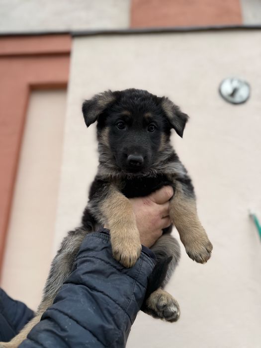 Цуценята німецької вівчарки