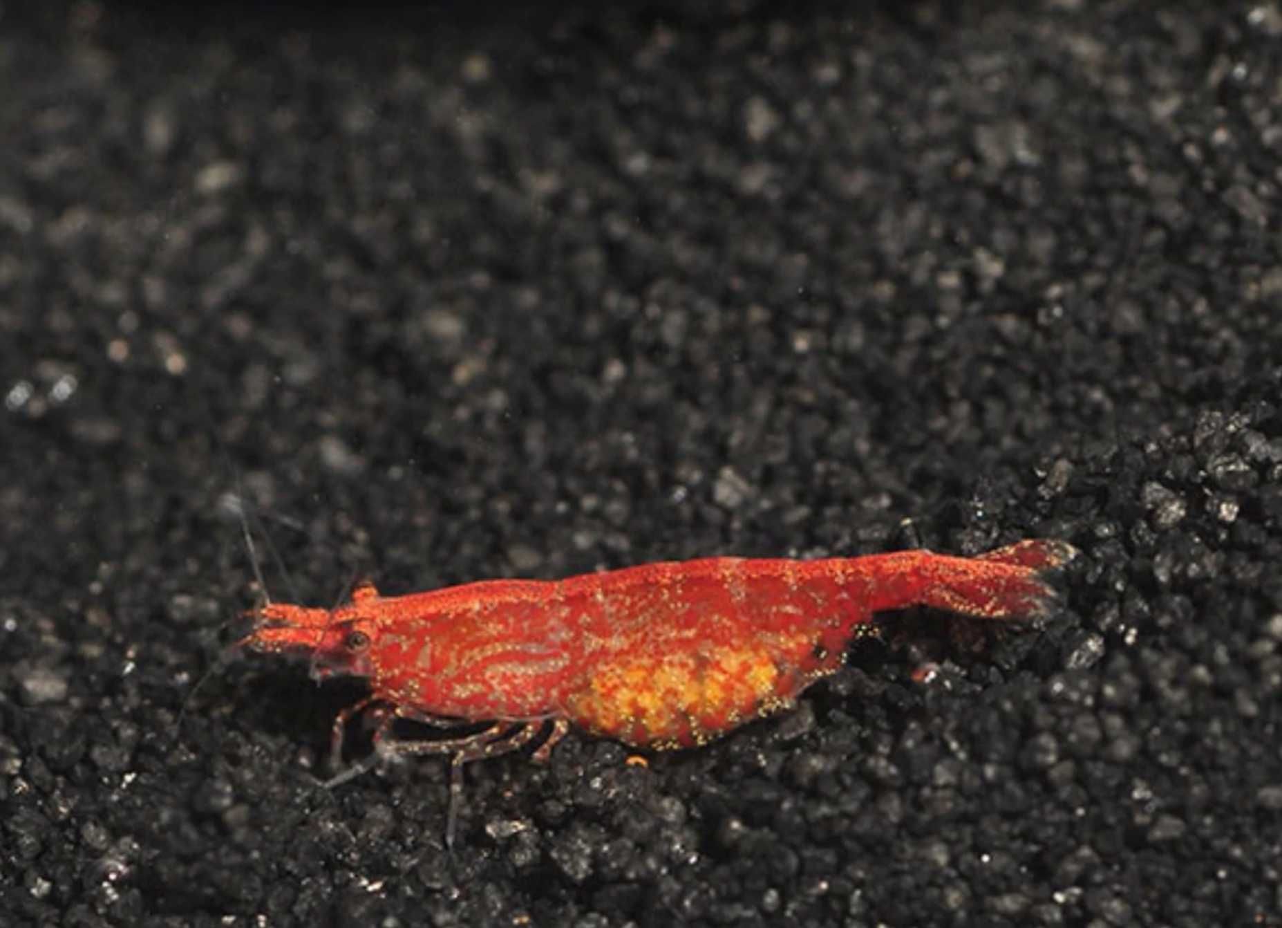 Krewetka RED CHERRY - Wiśniowa - Neocaridina - Caridina - wysyłka