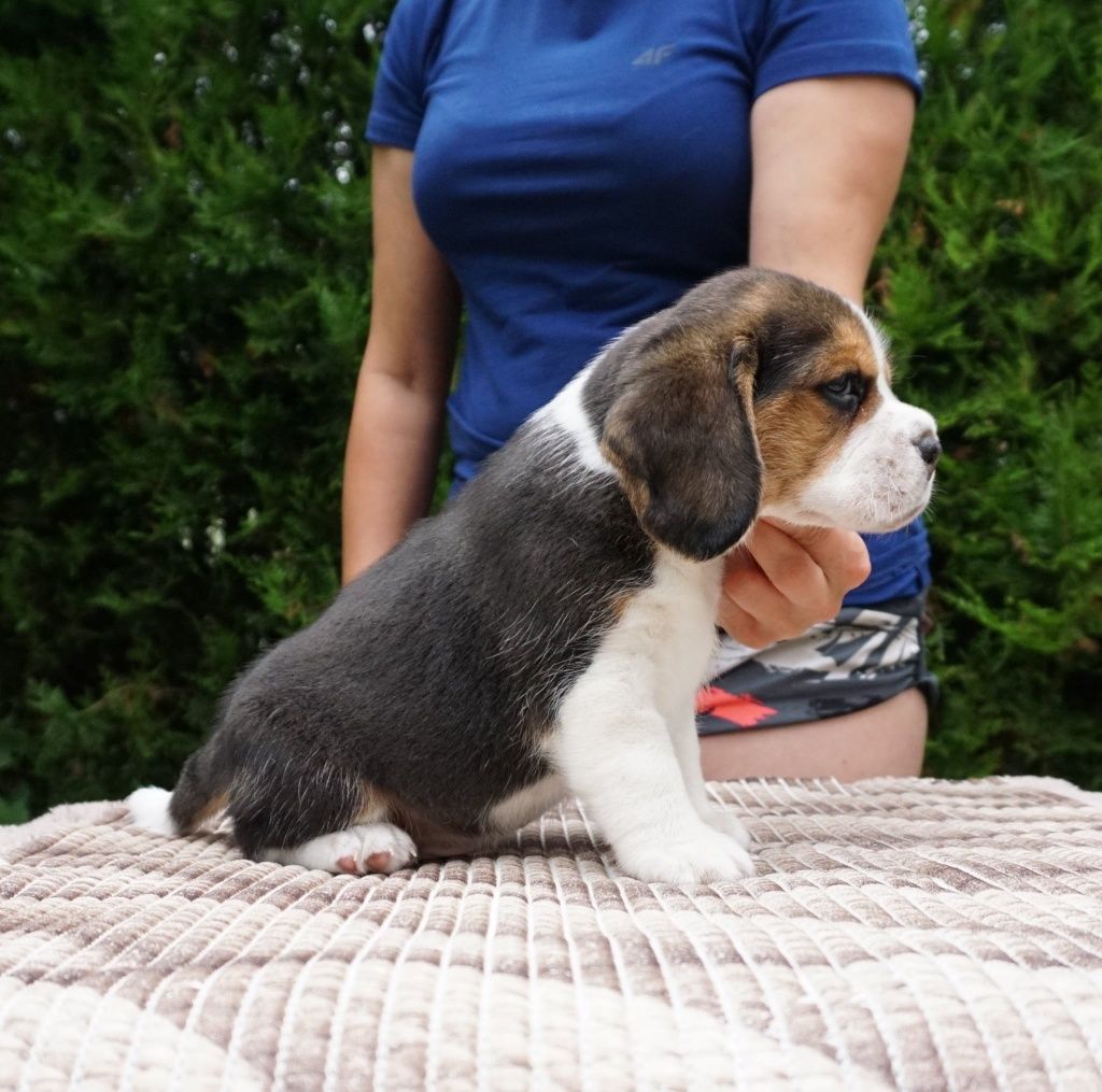 Beagle, FCI,  ZKwP,  szczeniak,  piękny piesek