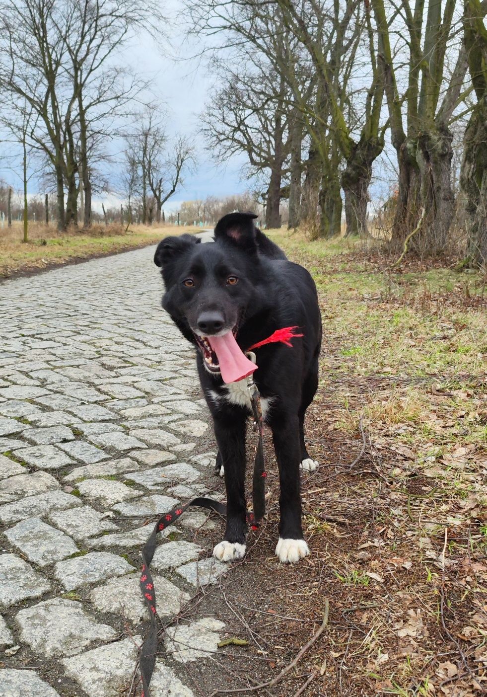 Piękny, młody, żywiołowy Bond do adopcji