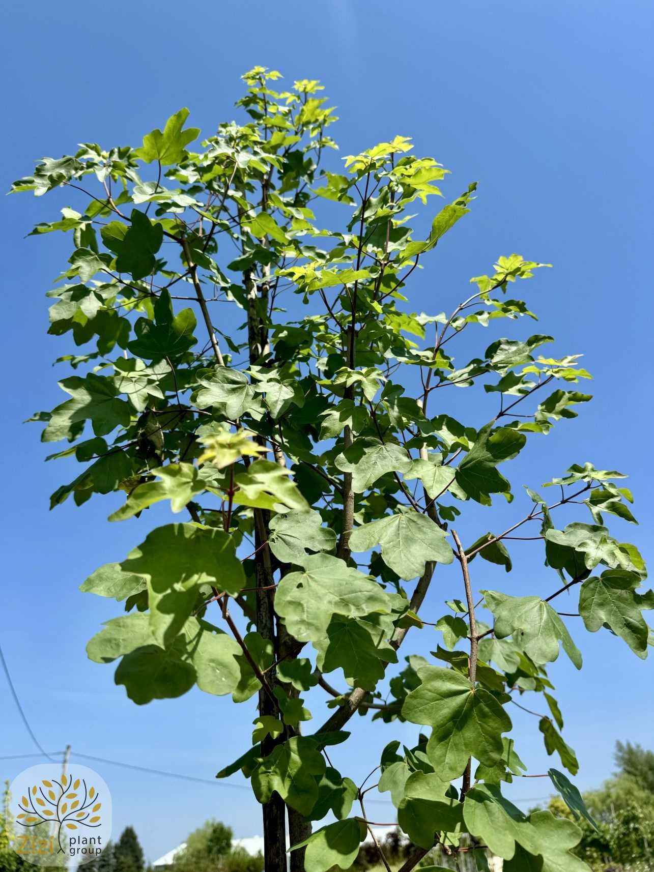 Acer campestre, Klon polny, obwód 6-8, 8-10cm, wysokość 280-300cm
