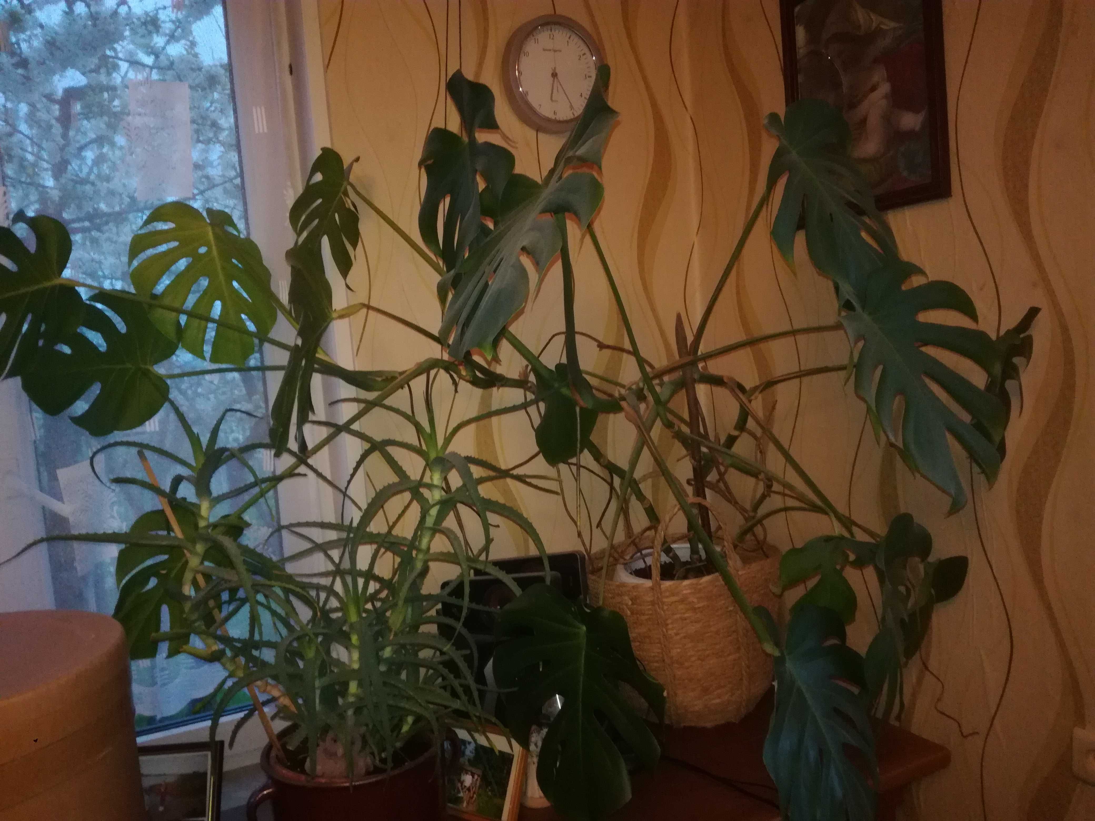 Monstera sprzedam