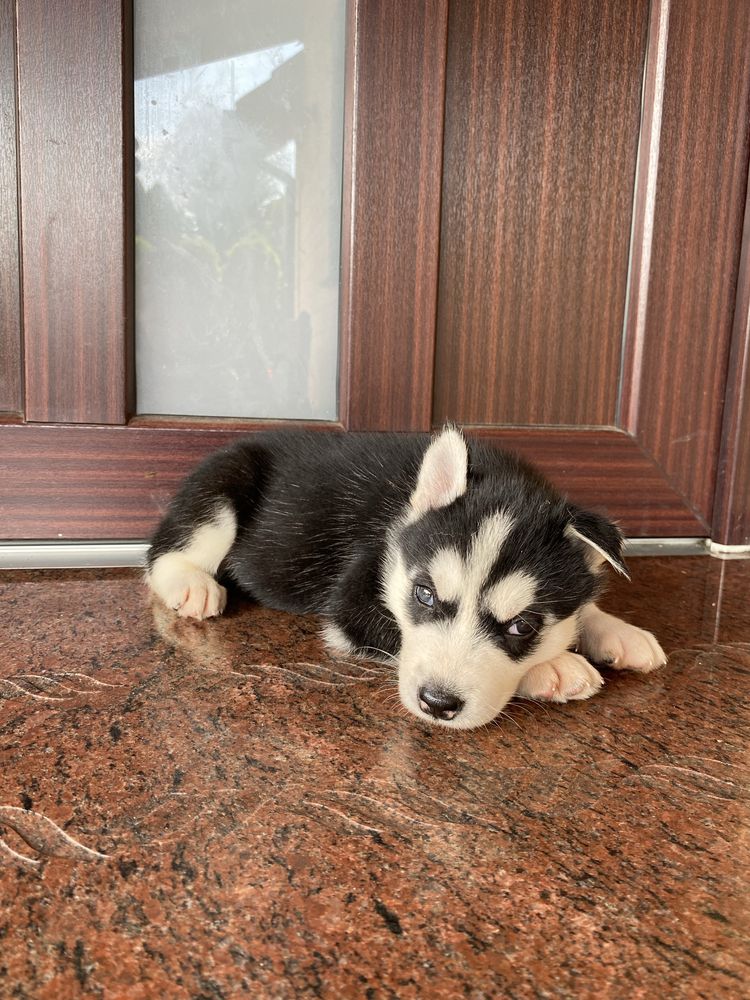 Husky Syberyjski