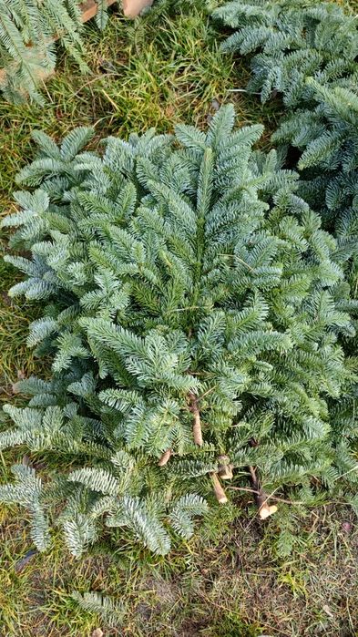 Jodła nobilis jodła stroisz