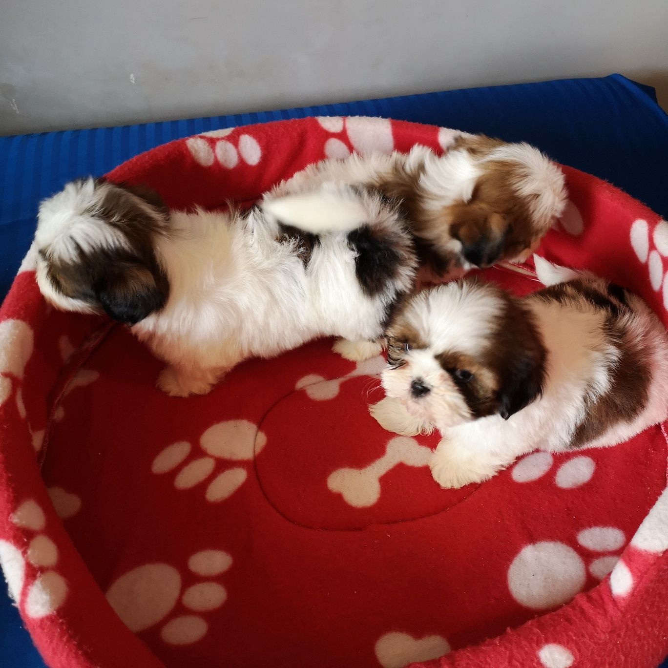 *** Shih Tzu z domowej hodowli. ***