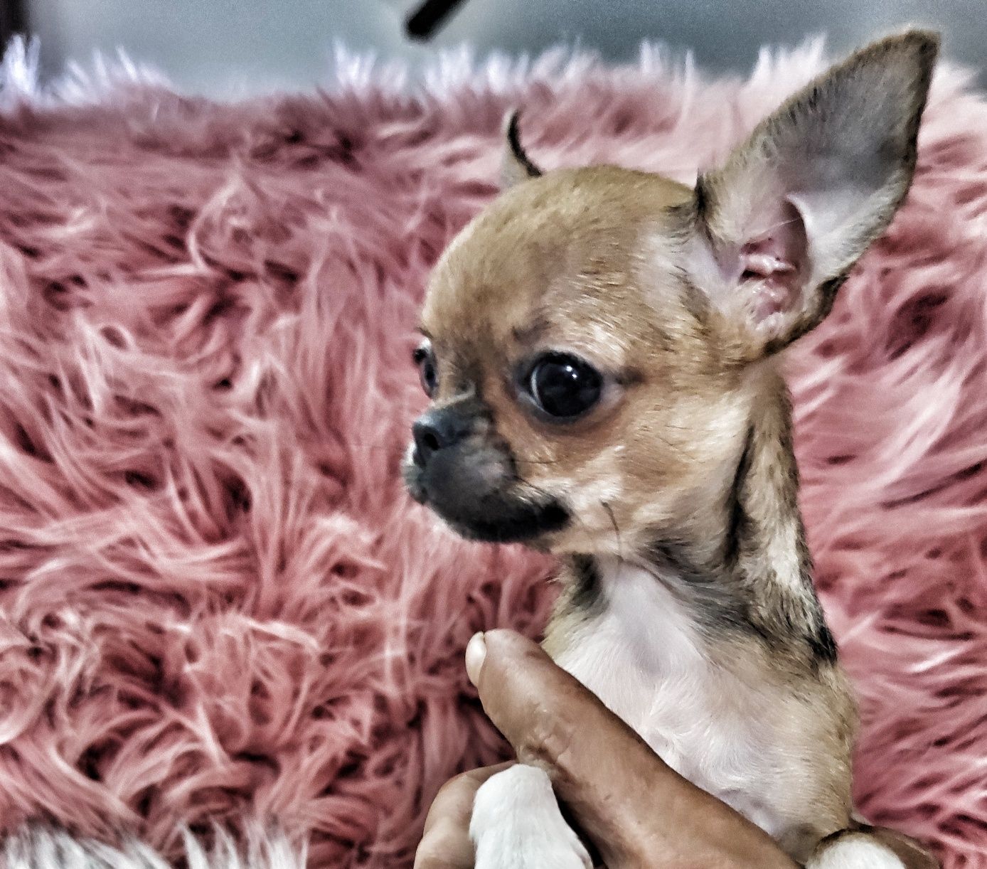 *** Gotowa do odbioru *** Mini Piękność Chihuahua ***