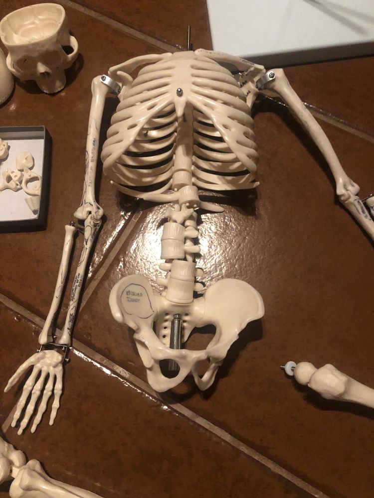 Esqueleto para estudo de anatomia