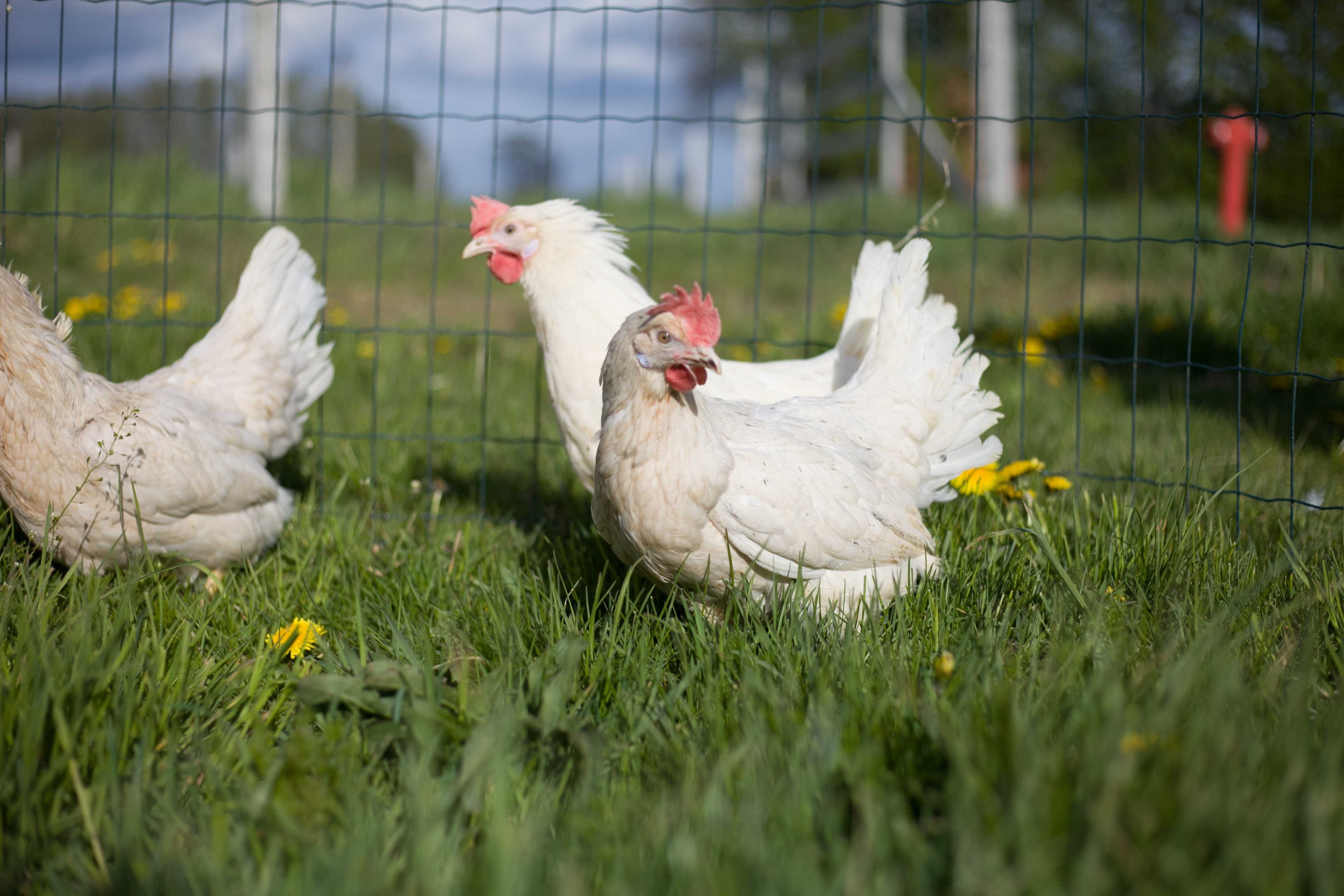 Kury kokoszki nioski Tetra biała jak leghorn odchowane dowóz gratis