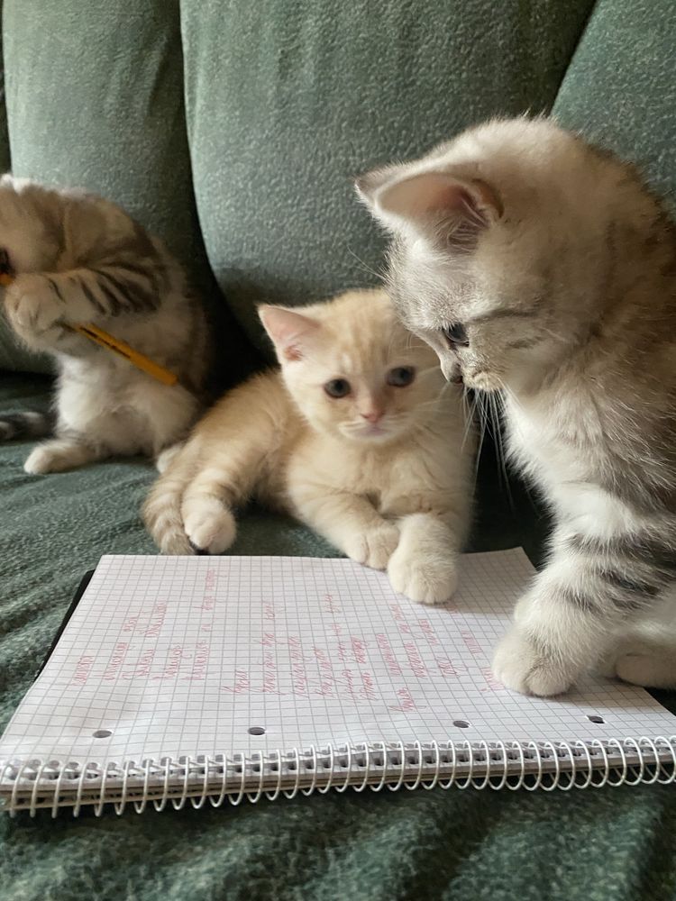 Шотландський кремово рыжий котенок прямоухий