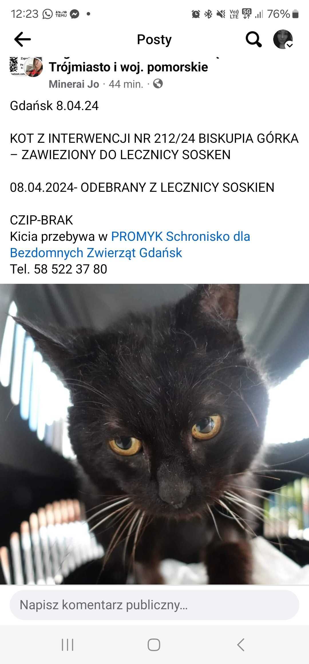 Kot znaleziony gdańsk biskupia Góra