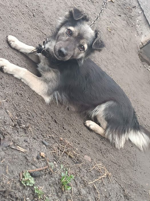Срочно в зв'язку з виїздом віддам собачку