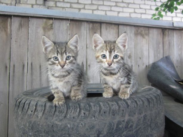 Отдам котят кошек сибирской кошки(метисы) 6 месяцев