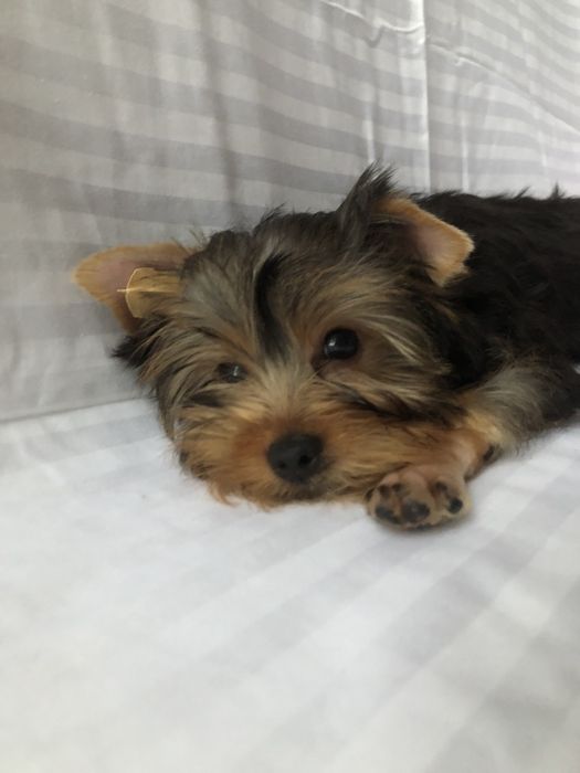 Йорки дуже гарні