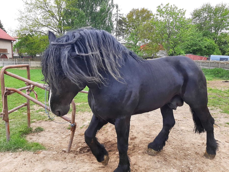 Dwa ogiery zimnokrwiste sztumskie