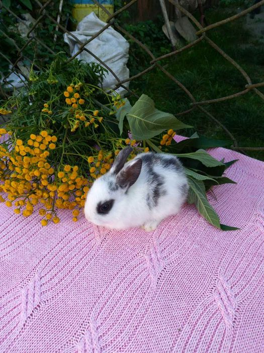 Кролики Декоративні Карликові Висловухі