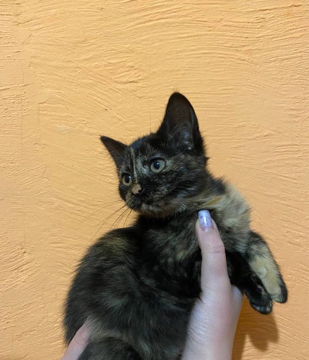 Милі пухнастики шукають люблячий дім