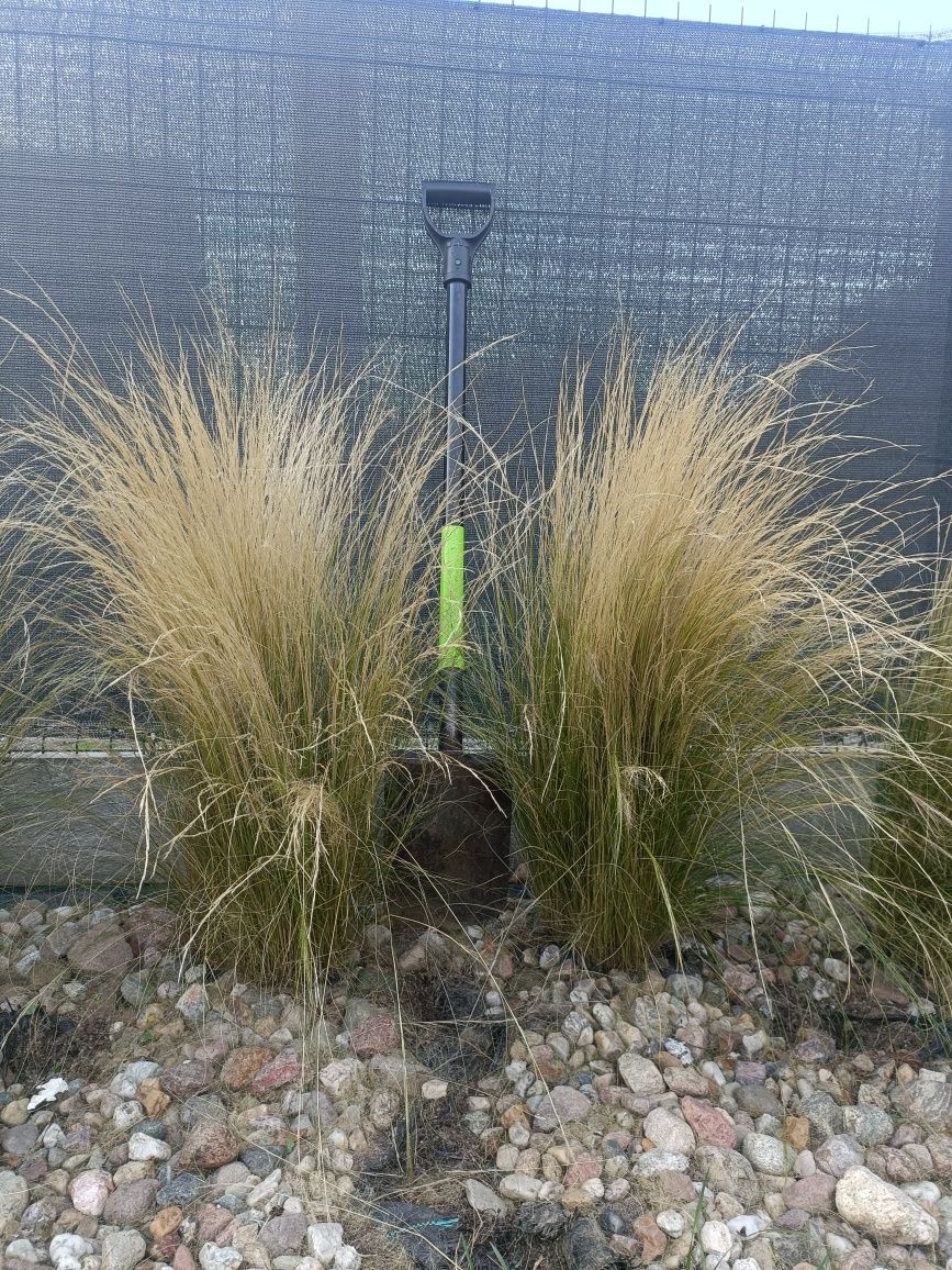 Stipa pony tailis stipa koński ogon duże sadzonki