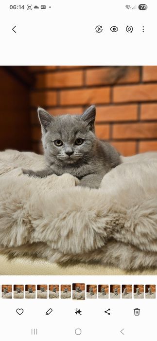 Kot brytyjski krótkowłosy