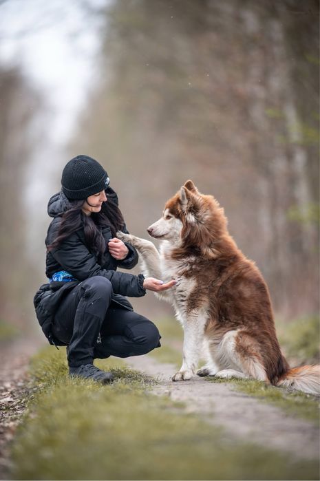 Mieszaniec Husky i Malamuta. Charakterny rudy północniak dla znawcy