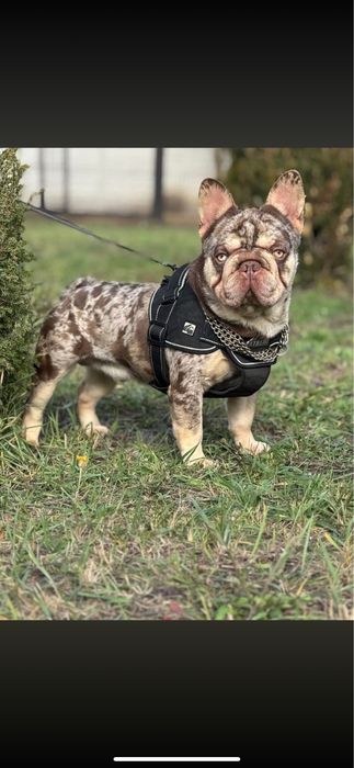 Французкий бульдог бигроп