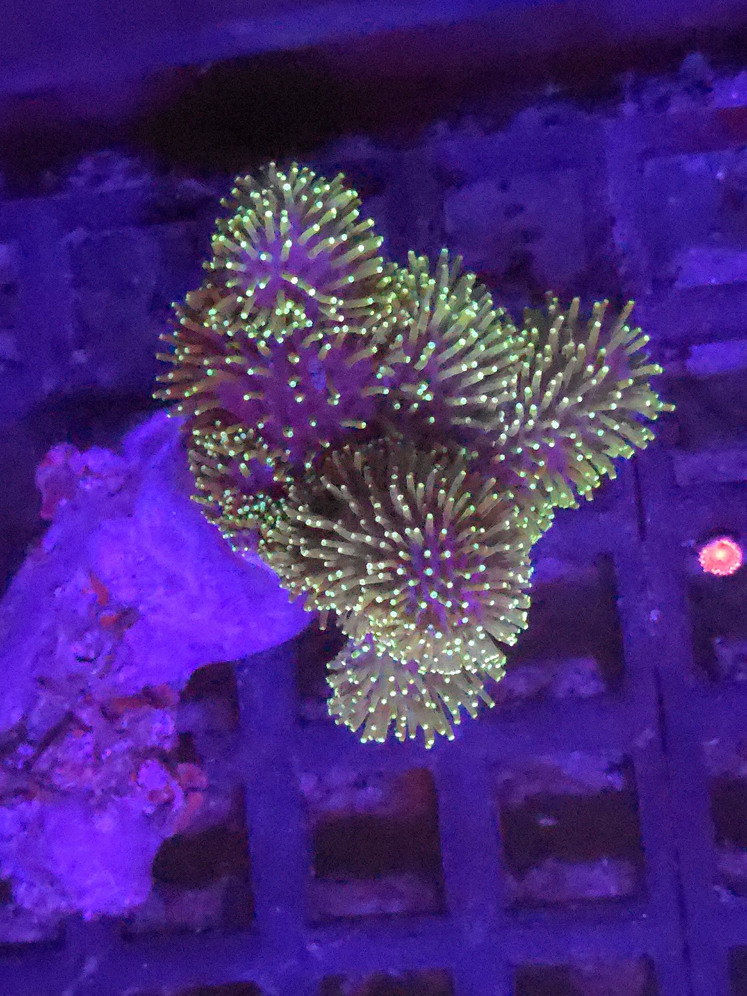 Sarcophyton Koralowiec Miękkich Fluo Koncowki Medium FLUOLAMPS  WYSYLK