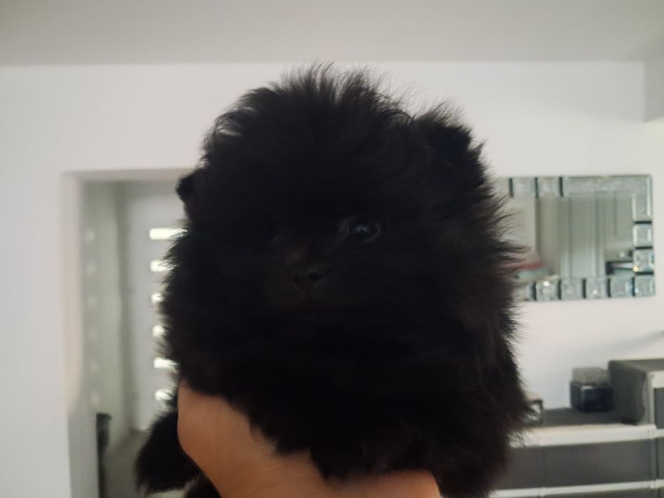 Szpic miniaturowy pomeranian sunia maluka