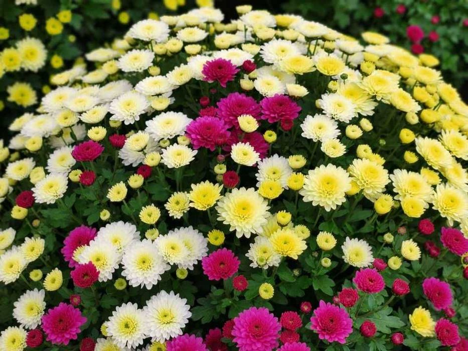 Chryzantemy doniczkowe Kobylnica