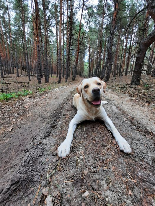 Молодой кобель приглашает даму)