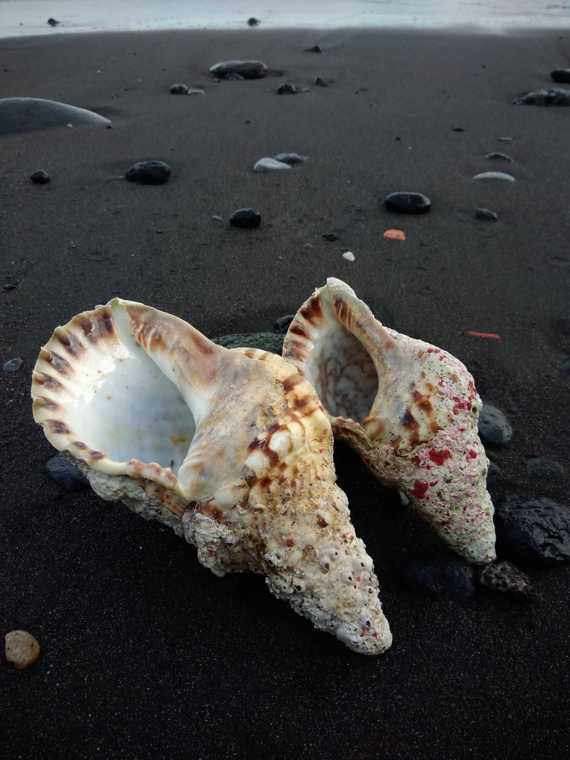 Búzios do Mar dos Açores